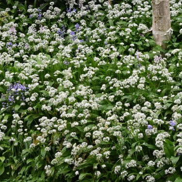 Allium ursinum subsp. ursinum