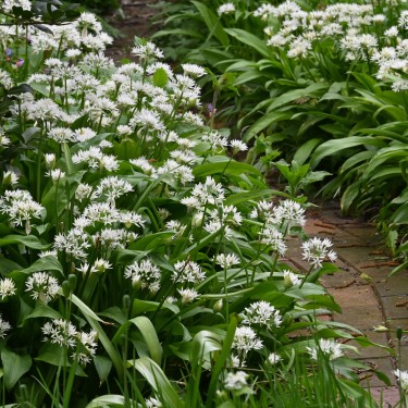 Allium ursinum subsp. ursinum