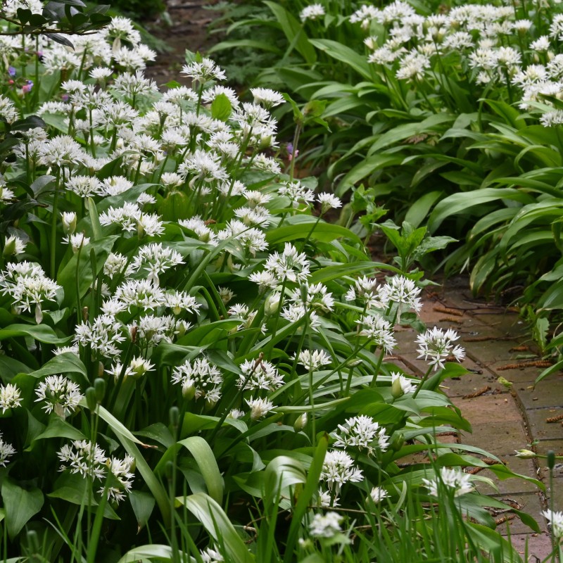 Allium ursinum subsp. ursinum