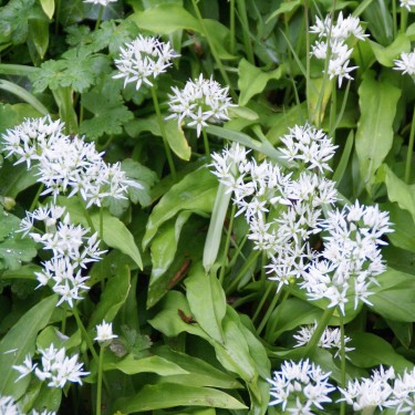 Allium ursinum subsp. ursinum