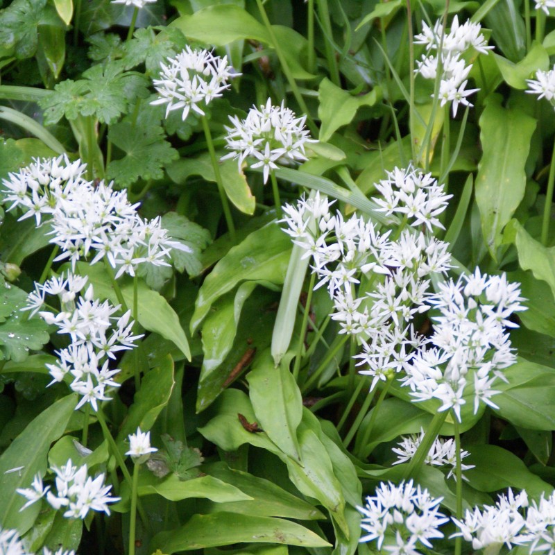 Allium ursinum subsp. ursinum
