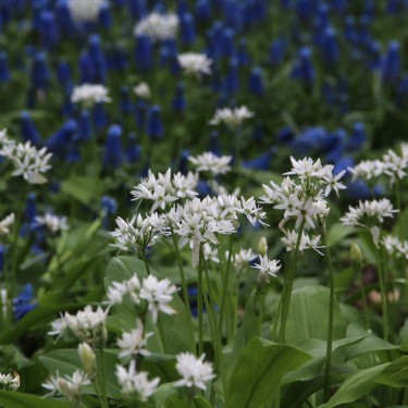 Allium ursinum subsp. ursinum