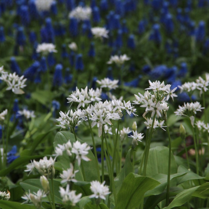 Allium ursinum subsp. ursinum
