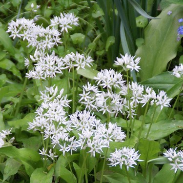 Allium ursinum subsp. ursinum