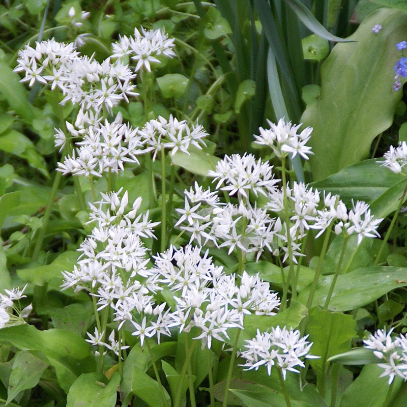 Allium ursinum subsp. ursinum