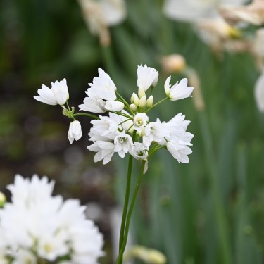 Allium zebdanense