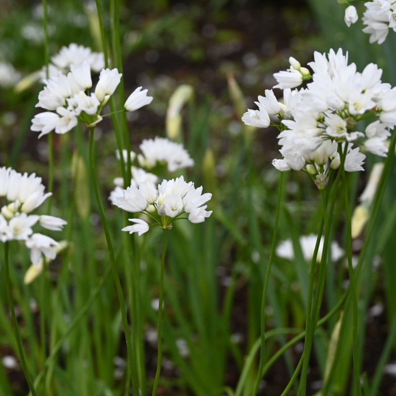 Allium zebdanense