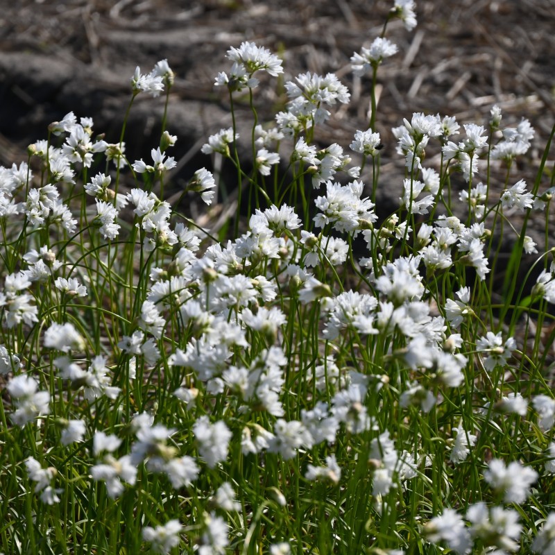 Allium zebdanense