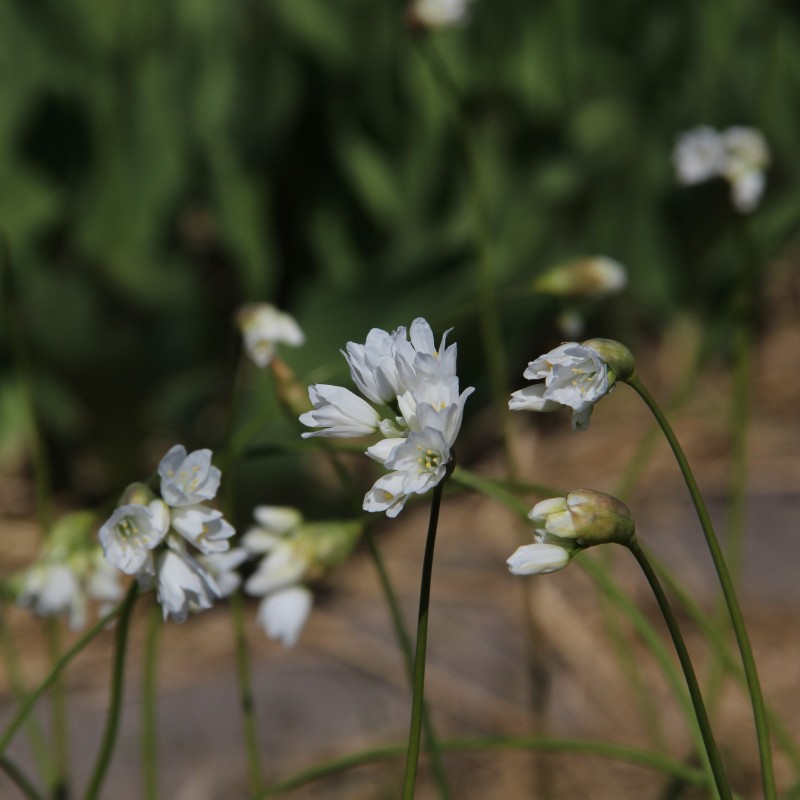 Allium zebdanense