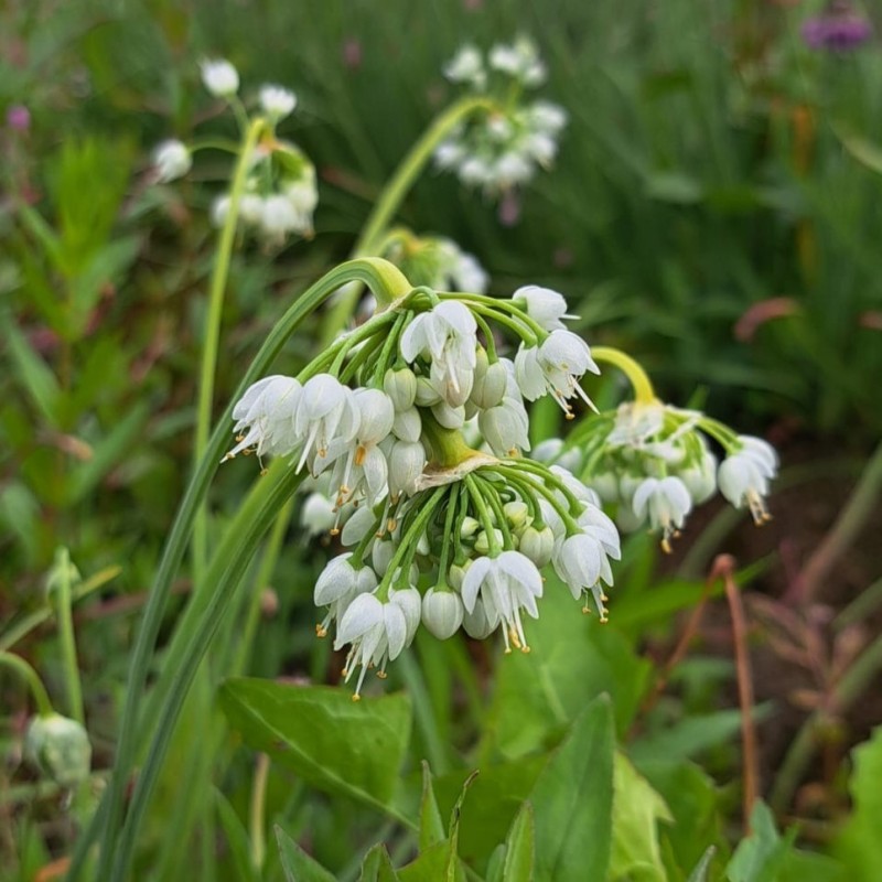 Allium cernuum 'White Dwarf' Allium cernuum 'White Dwarf'