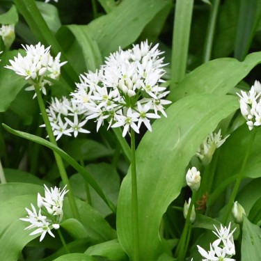 Allium ursinum subsp. ursinum