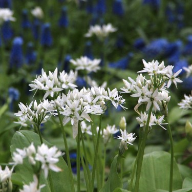 Allium ursinum subsp. ursinum