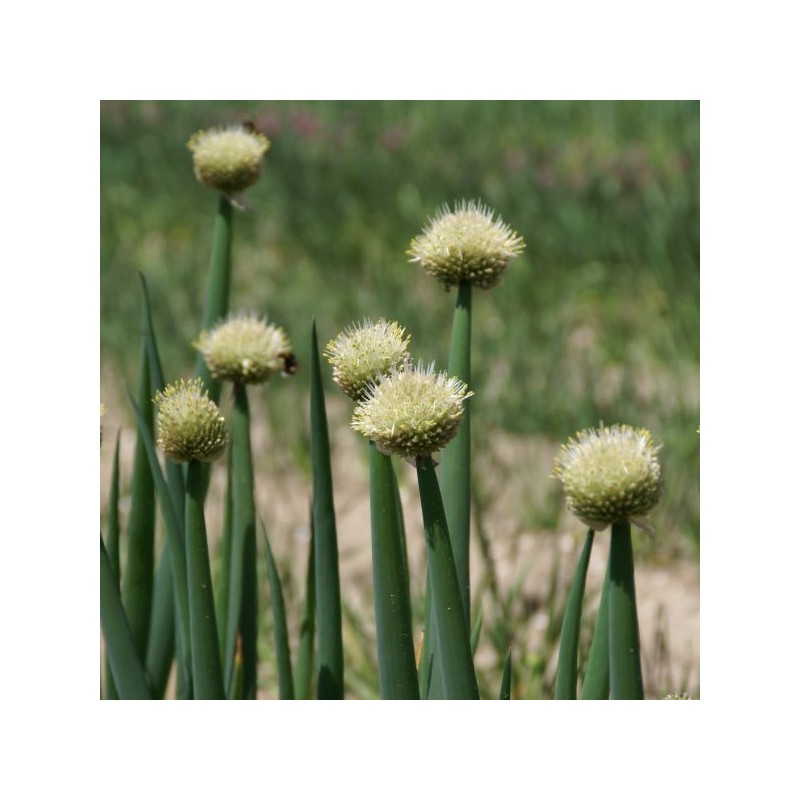 Allium fistulosum