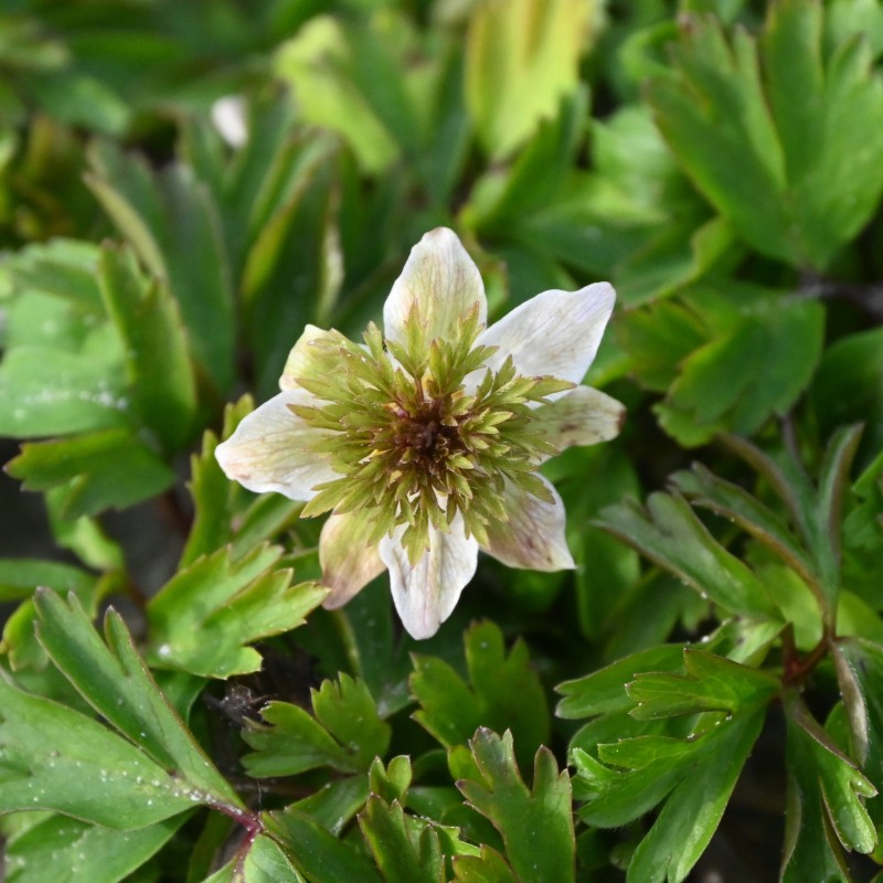 Anemone nemorosa 'Green Crown' Anemone nemorosa 'Green Crown'
