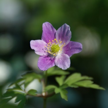 Anemone nemorosa 'Lucia'