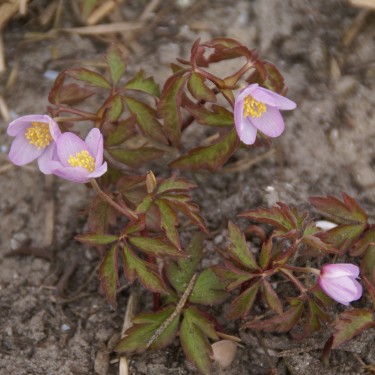 Anemone nemorosa 'Lucia'