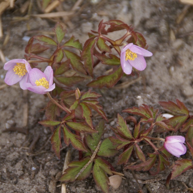 Anemone nemorosa 'Lucia'