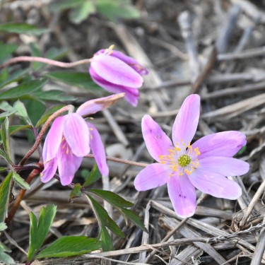 Anemone nemorosa 'Marie Rose'