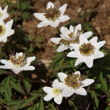 Anemone nemorosa 'Green Fingers'