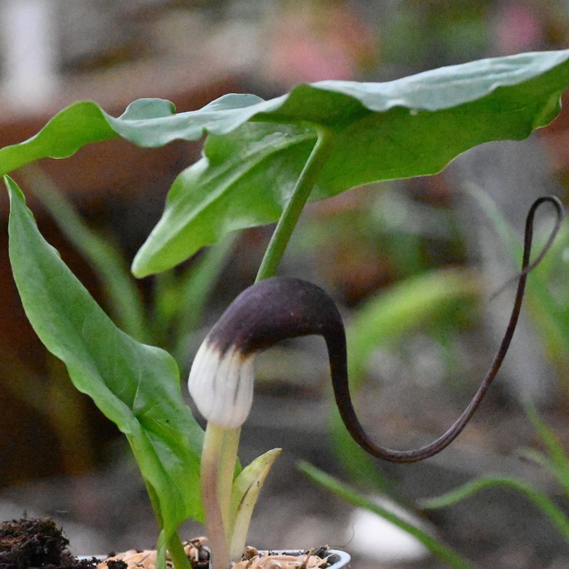 Arisarum proboscideum Arisarum proboscideum