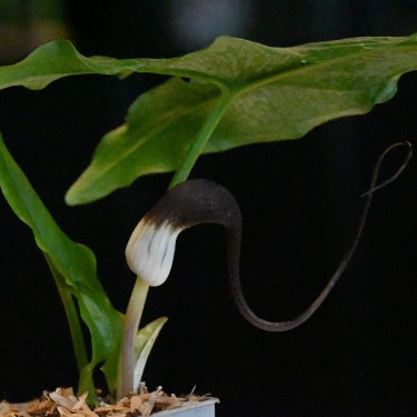 Arisarum proboscideum Arisarum proboscideum