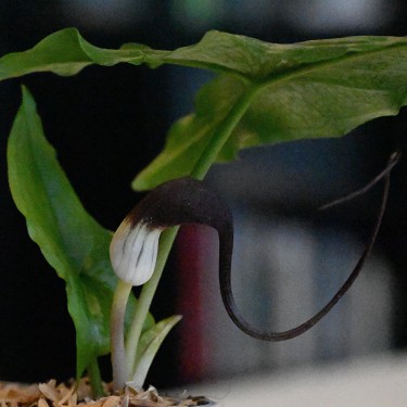 Arisarum proboscideum Arisarum proboscideum