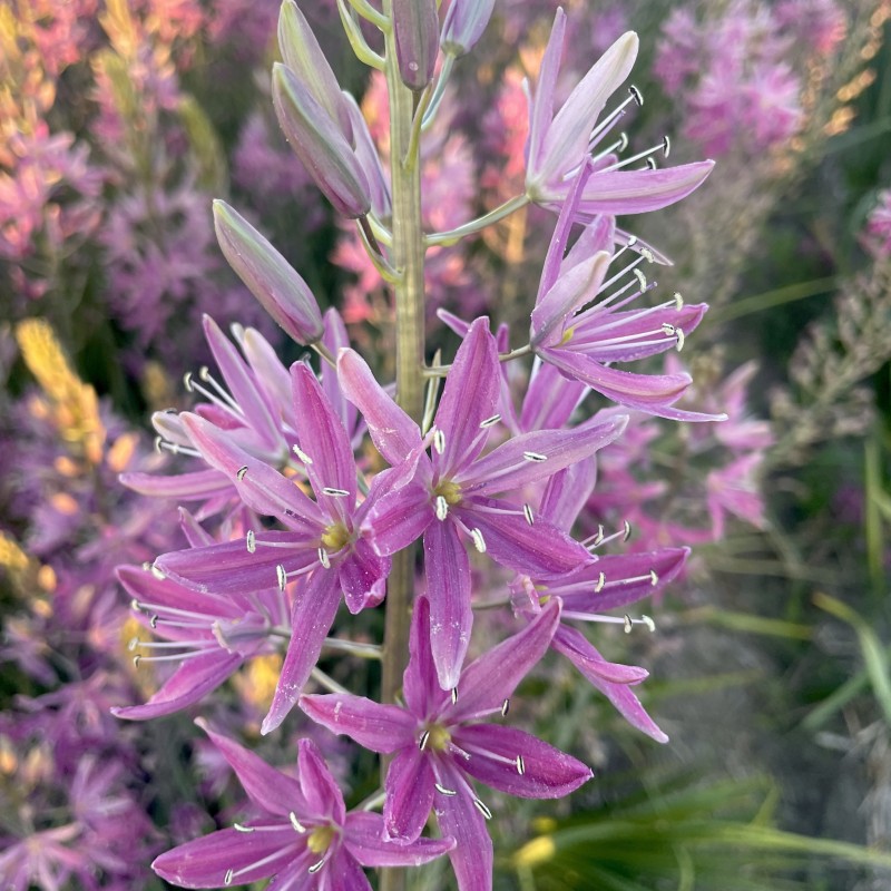 Camassia 'Candy Candle' Camassia 'Candy Candle'