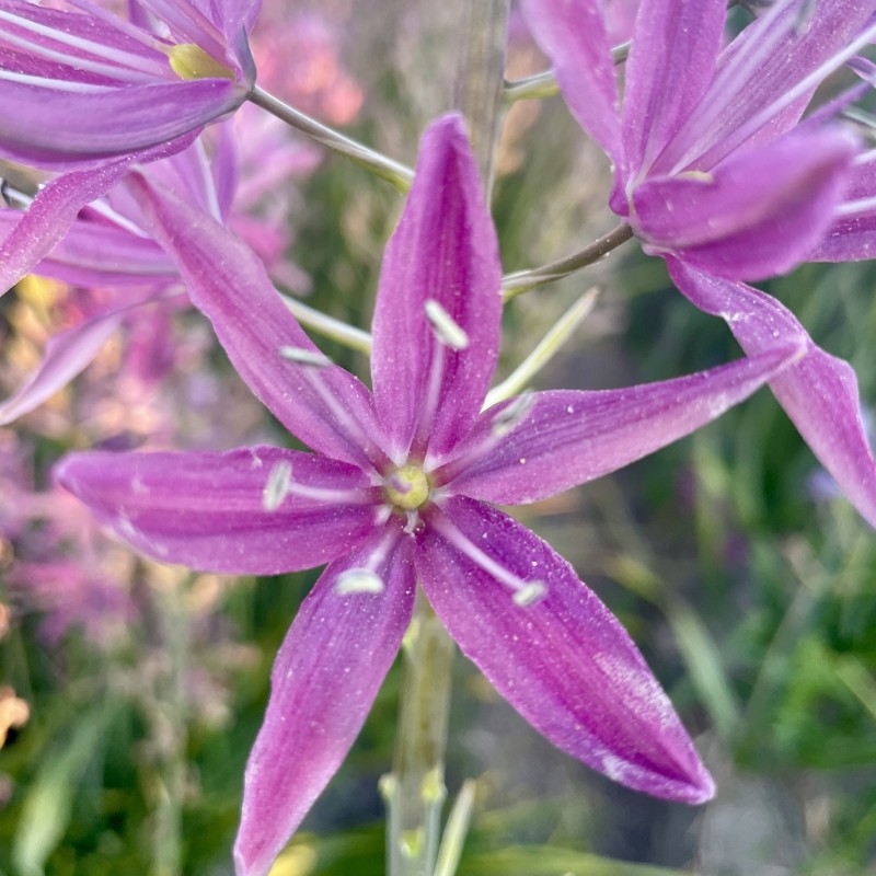 Camassia 'Candy Candle' Camassia 'Candy Candle'