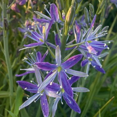Camassia 'Twilight Candle'