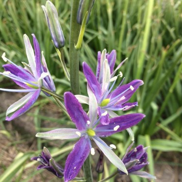 Camassia 'Twilight Candle' Camassia 'Twilight Candle'