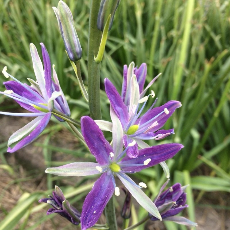 Camassia 'Twilight Candle' Camassia 'Twilight Candle'