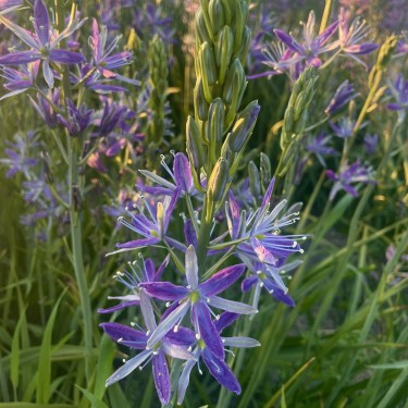 Camassia 'Twilight Candle' Camassia 'Twilight Candle'