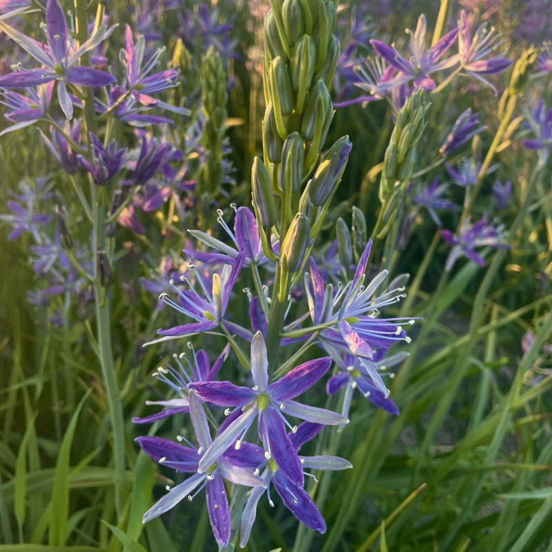 Camassia 'Twilight Candle' Camassia 'Twilight Candle'