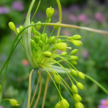 Allium flavum