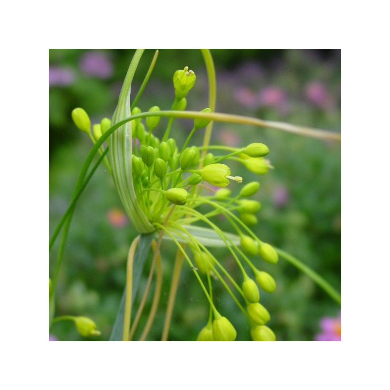 Allium flavum