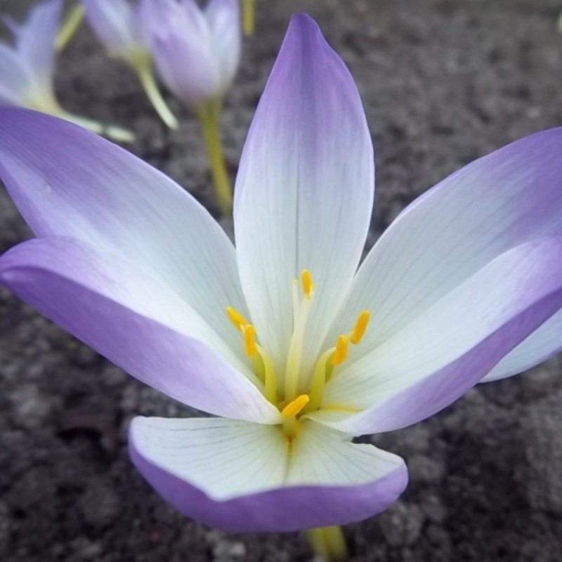 Colchicum 'Antares'