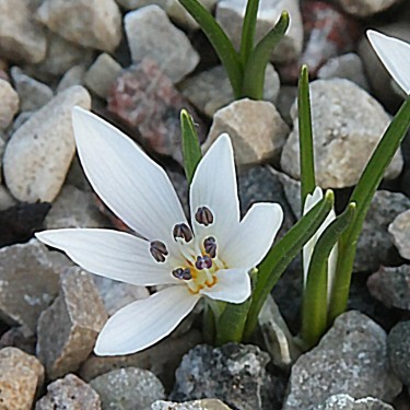 Colchicum asteranthum