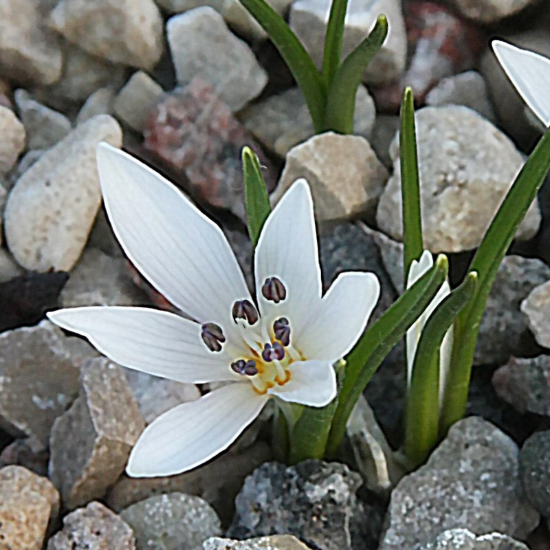 Colchicum asteranthum