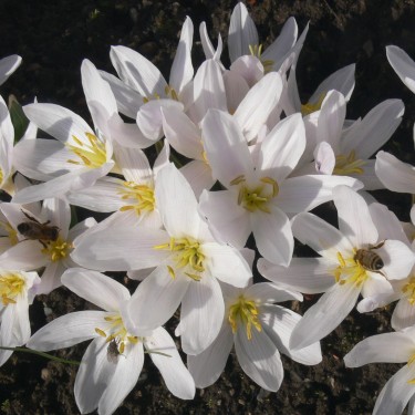 Colchicum szovitsii 'Album'