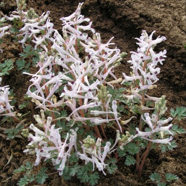 Corydalis henrikii