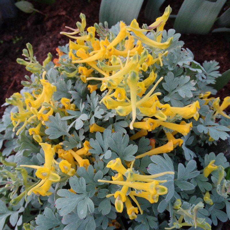 Corydalis macrocentra