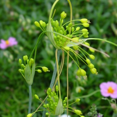 Allium flavum