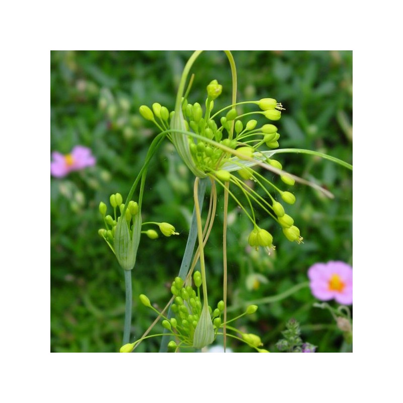 Allium flavum