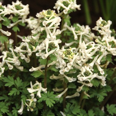 Corydalis solida 'Ice Queen'