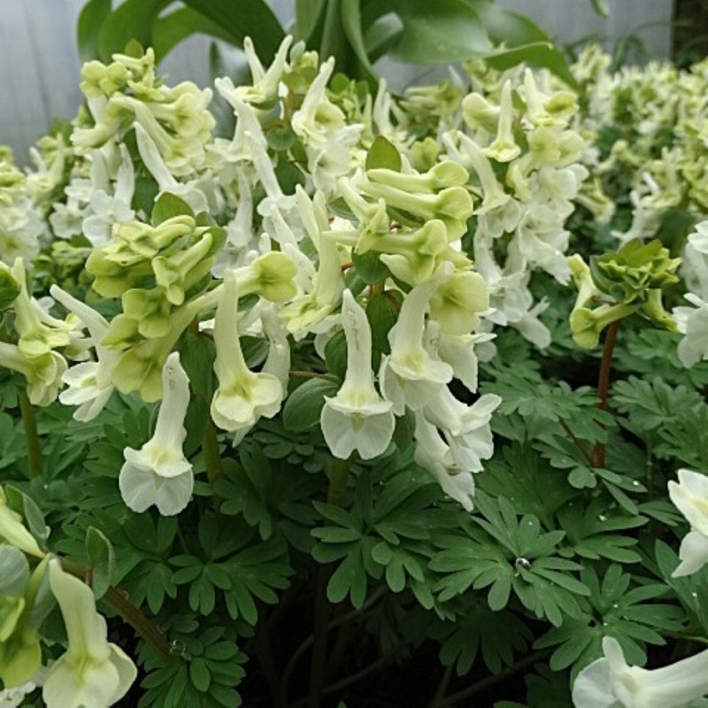 Corydalis vittae Corydalis vittae