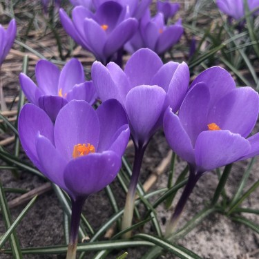 Crocus 'Charente' ®