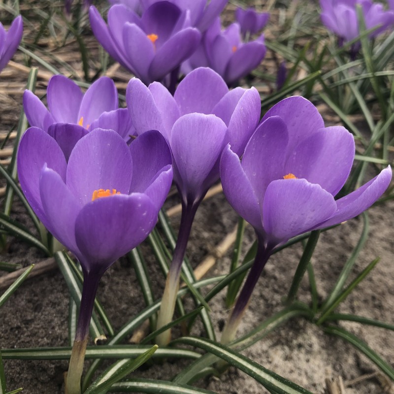 Crocus 'Charente' ® Crocus 'Charente' ®