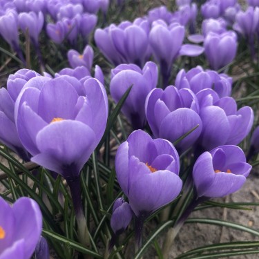 Crocus 'Rio Grande' ®