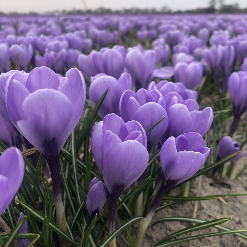 Crocus 'Rio Grande' ® Crocus 'Rio Grande' ®
