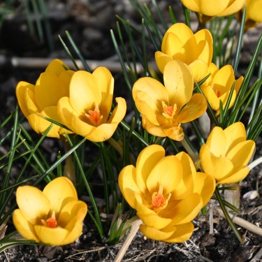 Crocus chrysanthus 'Goldilocks'